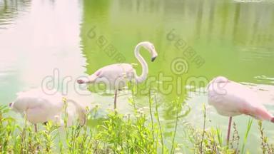 粉红色的火烈鸟在湖上。 湖上几只粉红色的火烈鸟.. 快关门。 <strong>野生动物保护</strong>概念
